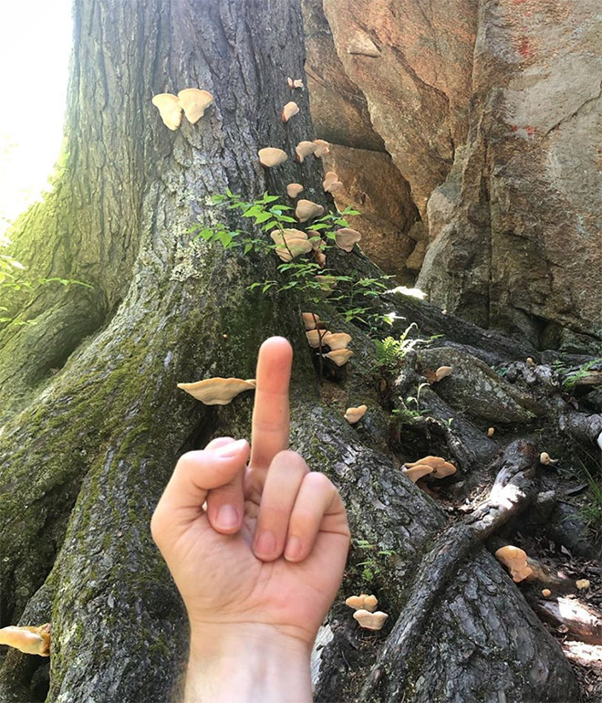 This guy really hates mushrooms.