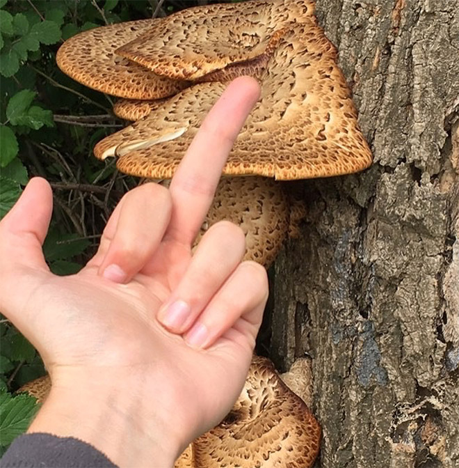 This guy really hates mushrooms.