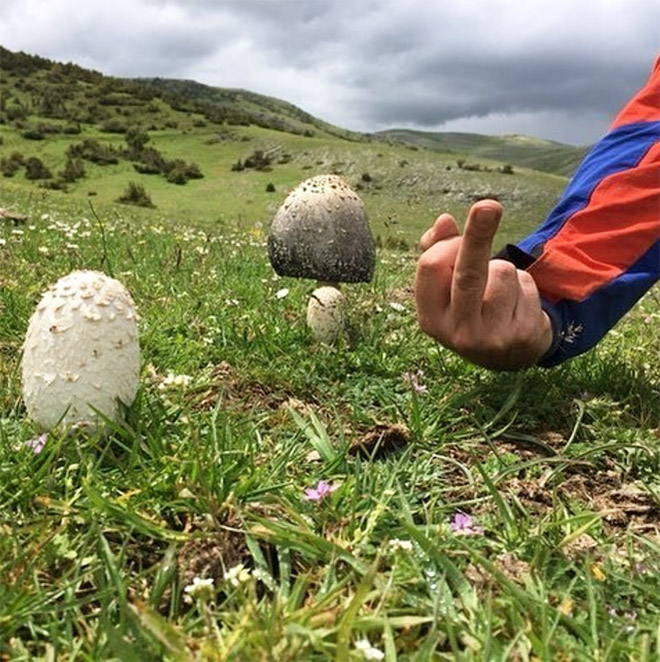 This guy really hates mushrooms.