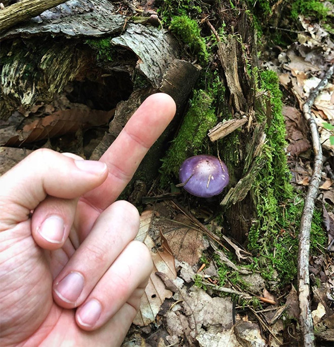 This guy really hates mushrooms.