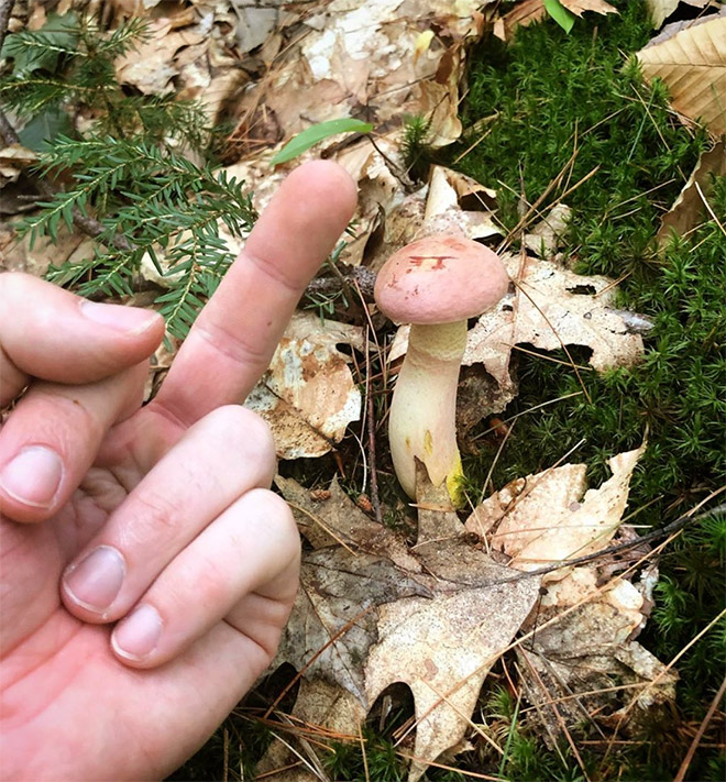 This guy really hates mushrooms.