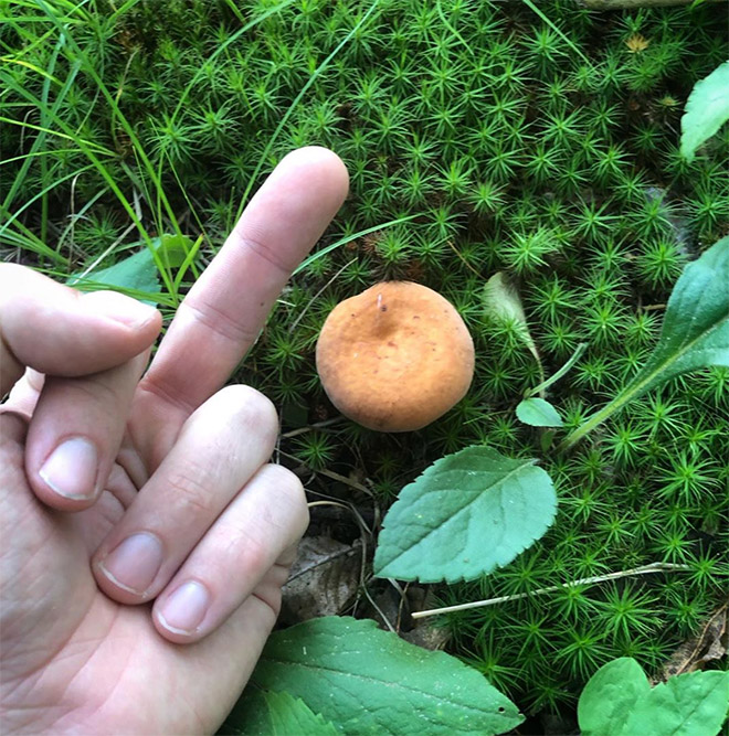 This guy really hates mushrooms.