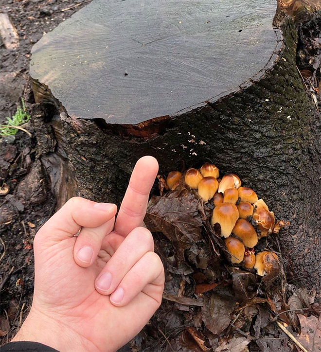 This guy really hates mushrooms.