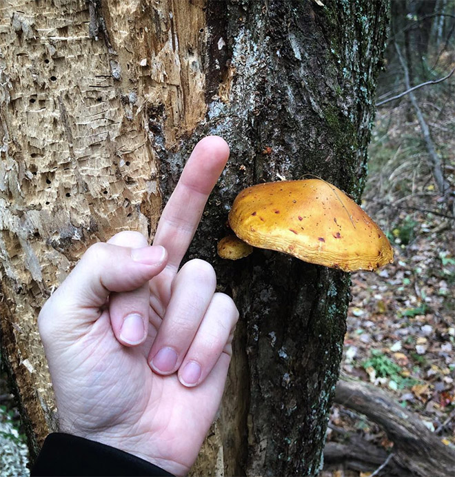 This guy really hates mushrooms.