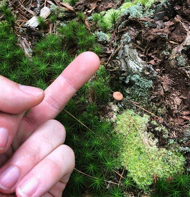 This guy really hates mushrooms.