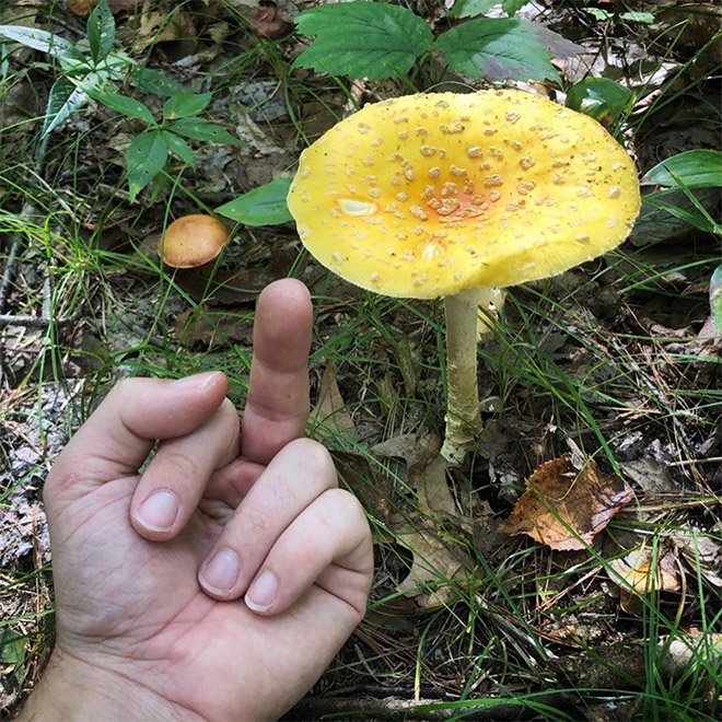 This guy really hates mushrooms.