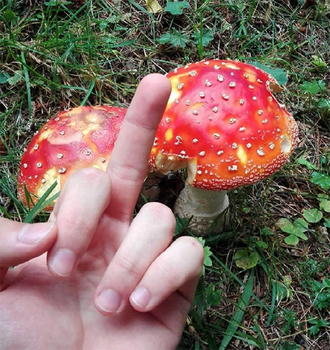 This guy really hates mushrooms.