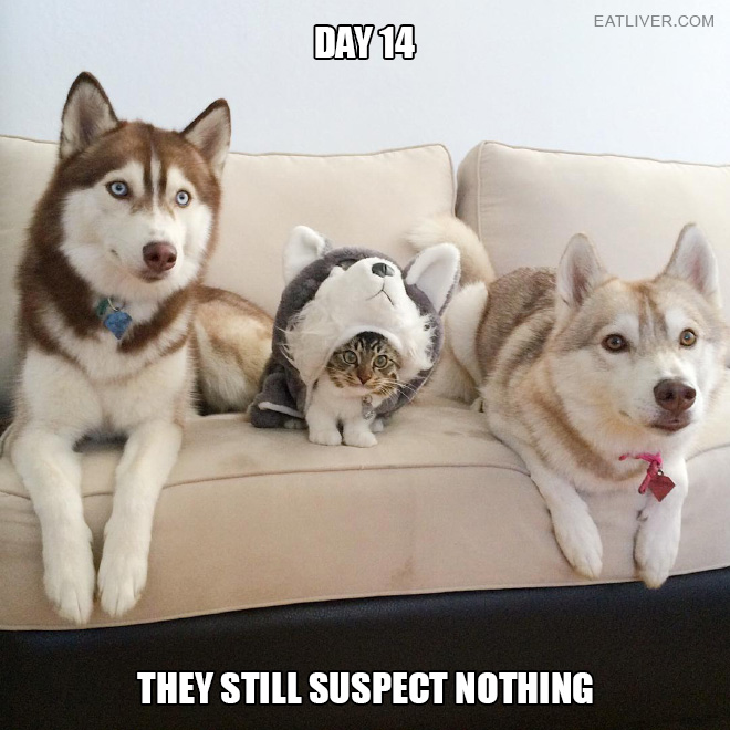 Day 14. They still suspect nothing.