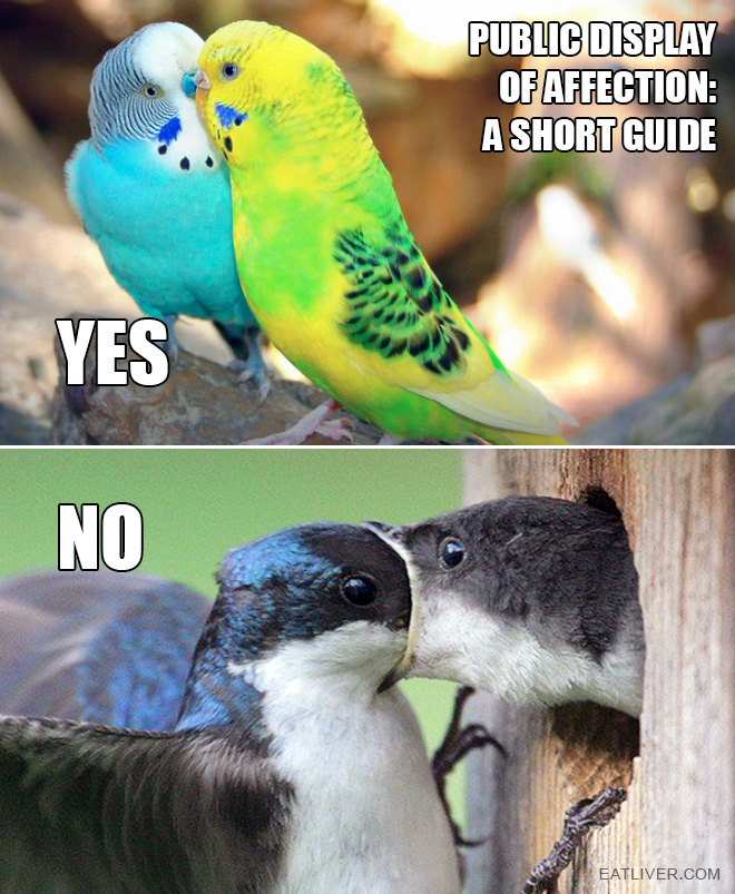 As demonstrated by birds.