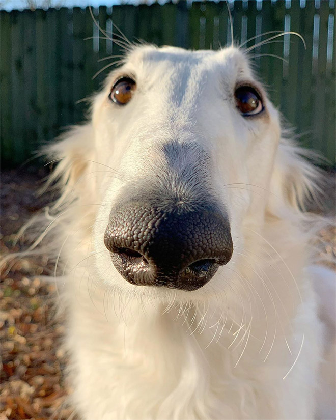 Funny long snouted dog.