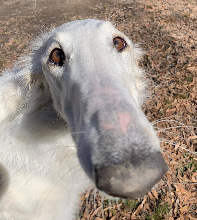 Funny long snouted dog.