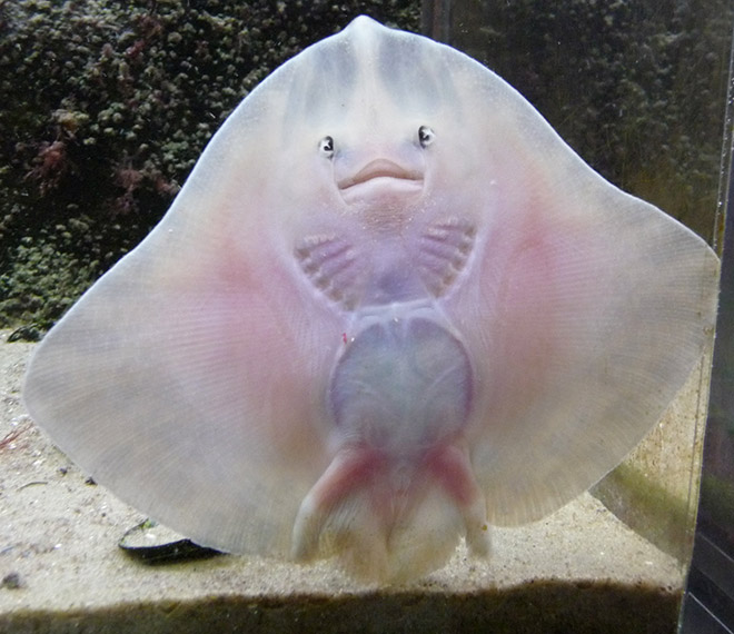 Baby stingrays look really weird.