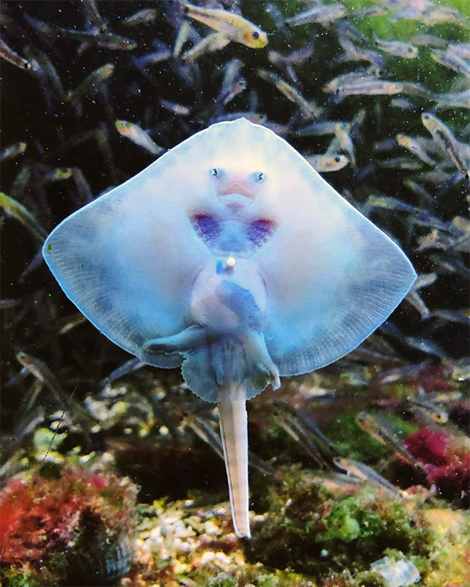 Baby stingrays look really weird.