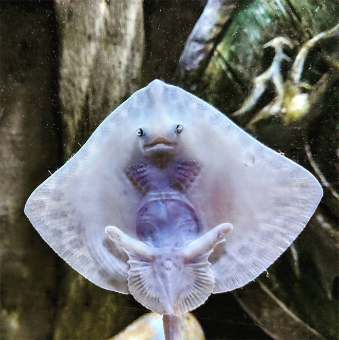 Baby stingrays look really weird.