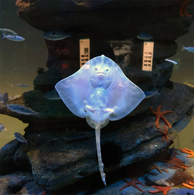 Baby stingrays look really weird.