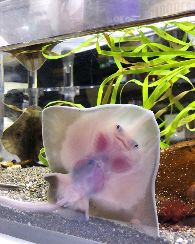 Baby stingrays look really weird.