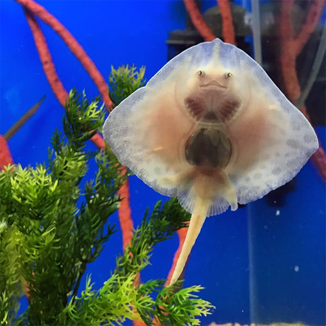 Baby stingrays look really weird.