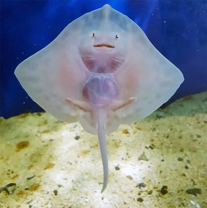 Baby stingrays look really weird.