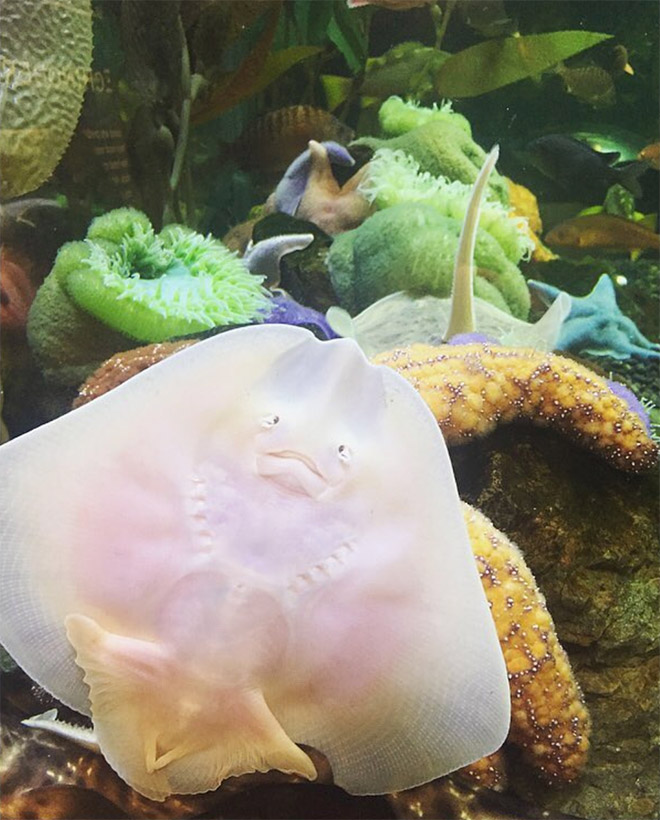 Baby stingrays look really weird.