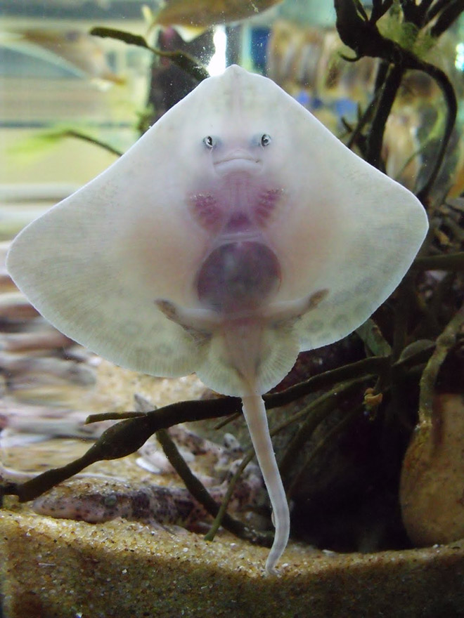 Baby stingrays look really weird.