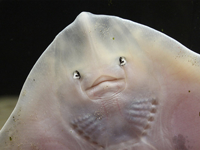 Baby stingrays look really weird.