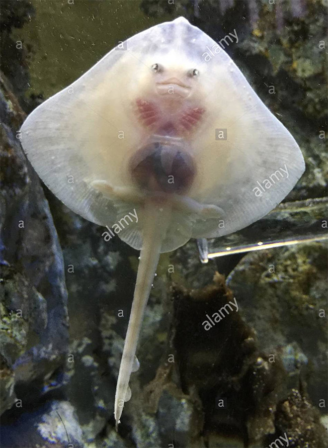 Baby stingrays look really weird.