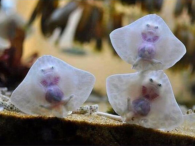 Baby stingrays look really weird.