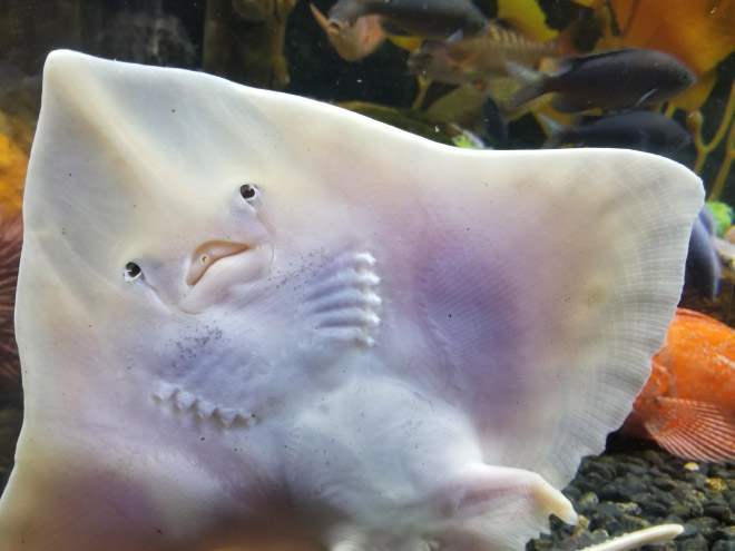 Baby stingrays look really weird.