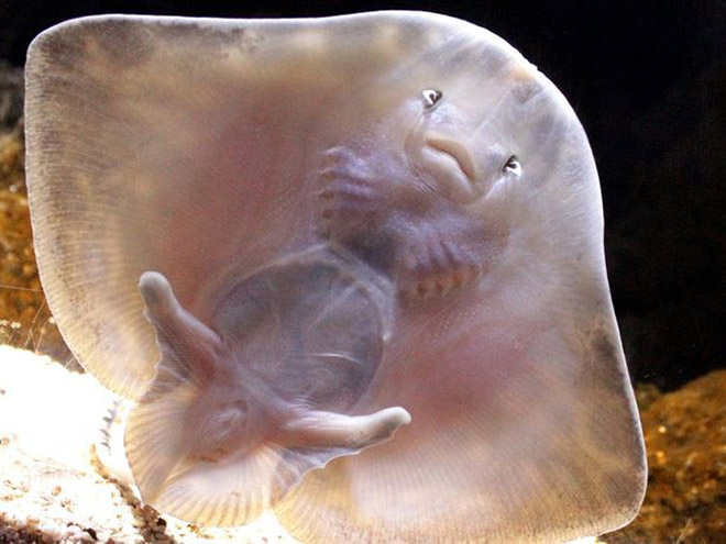 Baby stingrays look really weird.