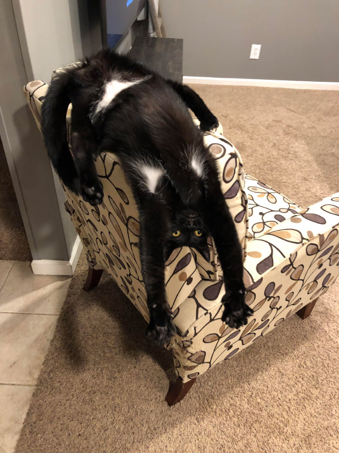 Some cats are weirder than others...