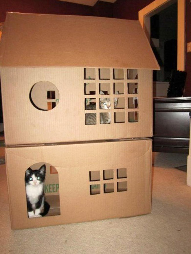 Awesome DIY cat fort.