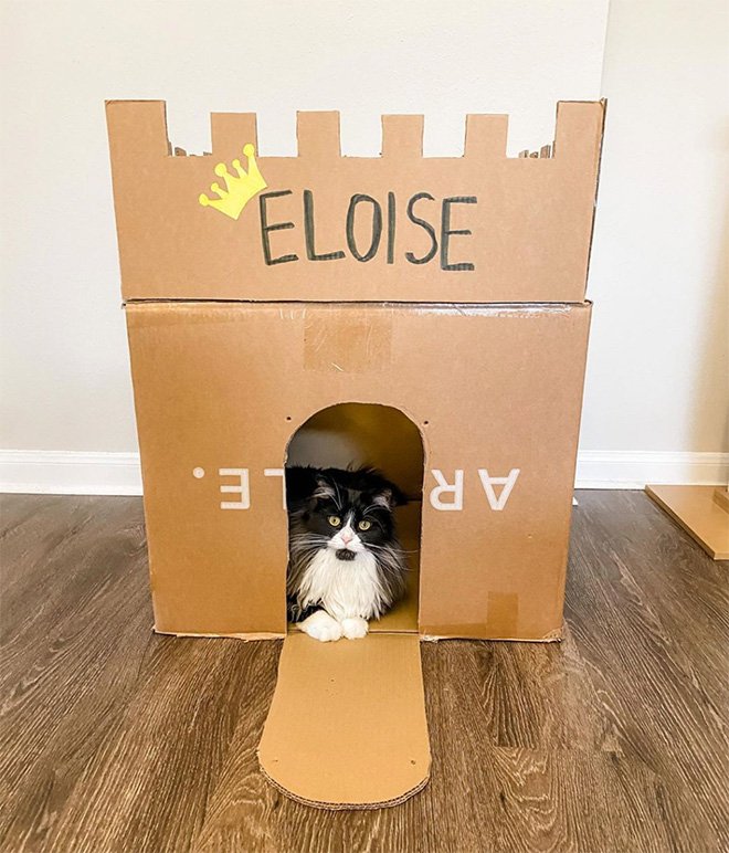 Awesome DIY cat fort.