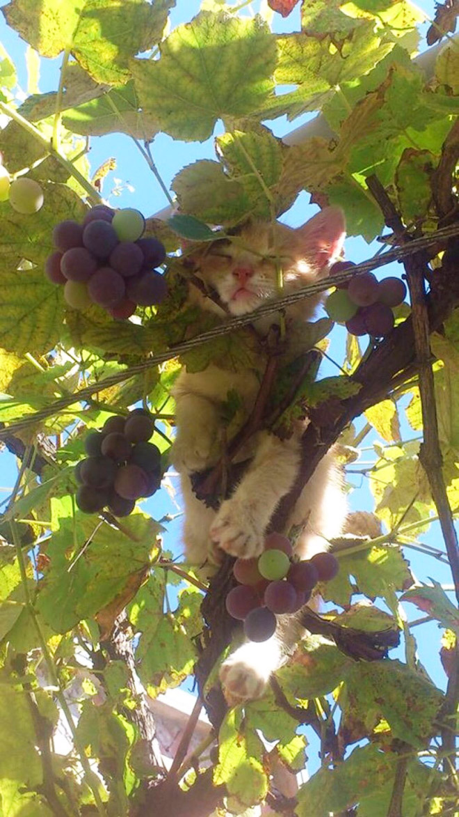 Cat ripening in a tree.