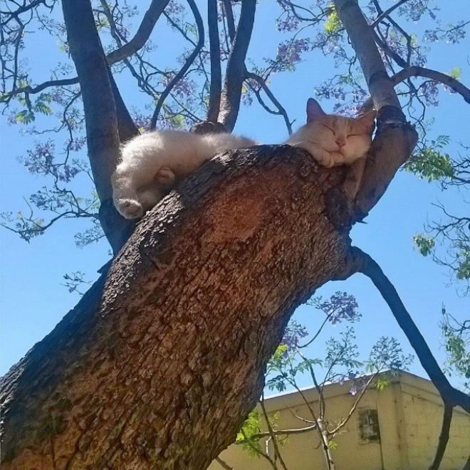 Cat ripening in a tree.