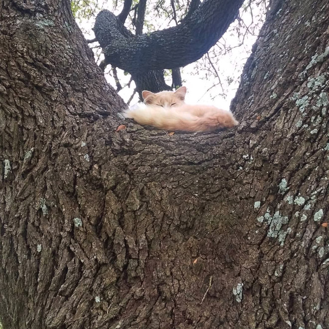 Cat ripening in a tree.