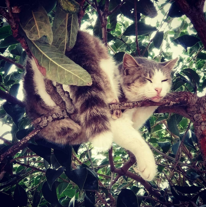 Cat ripening in a tree.