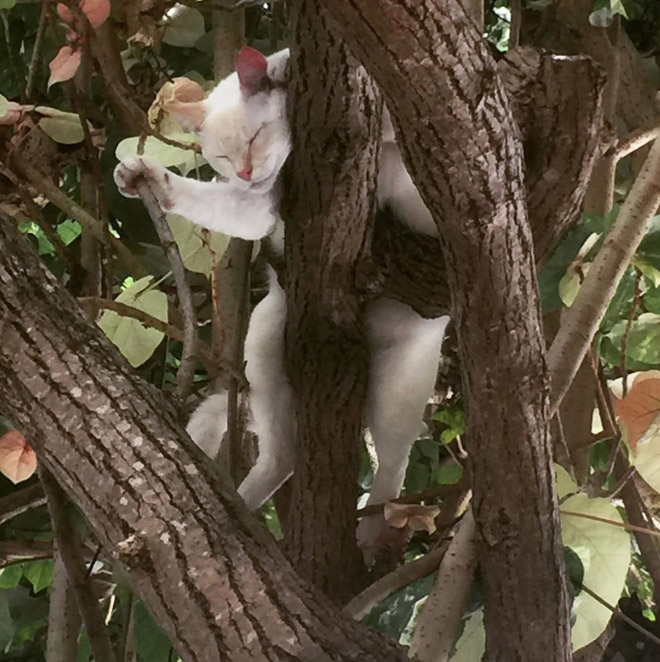 Cat ripening in a tree.