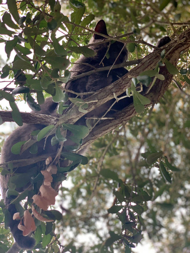 Cat ripening in a tree.