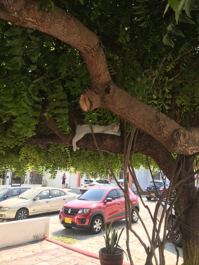 Cat ripening in a tree.