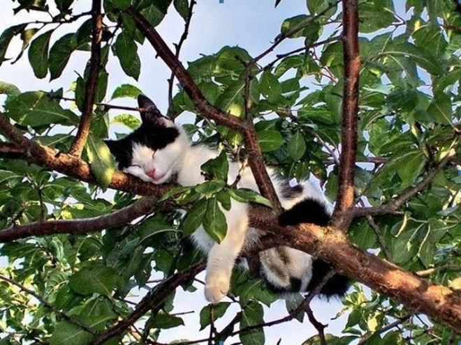 Cat ripening in a tree.