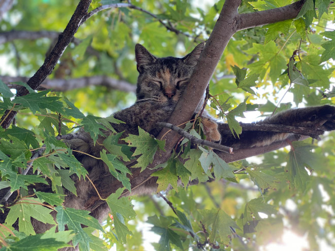 Cat ripening in a tree.