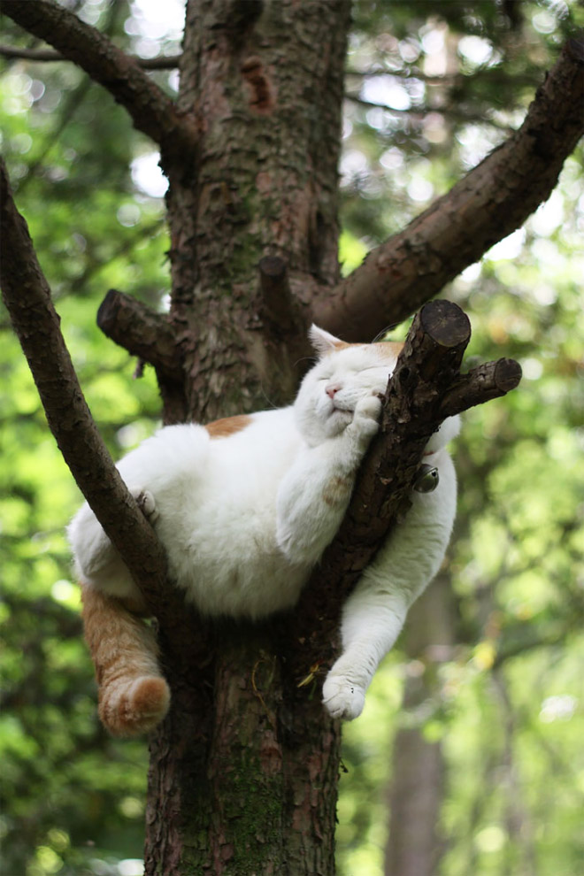 Cat ripening in a tree.