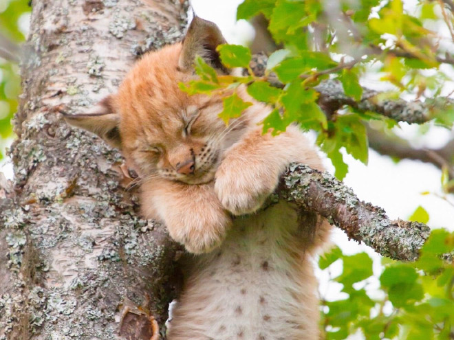 Cat ripening in a tree.