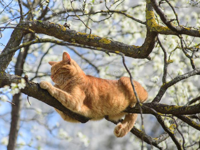 Cat ripening in a tree.