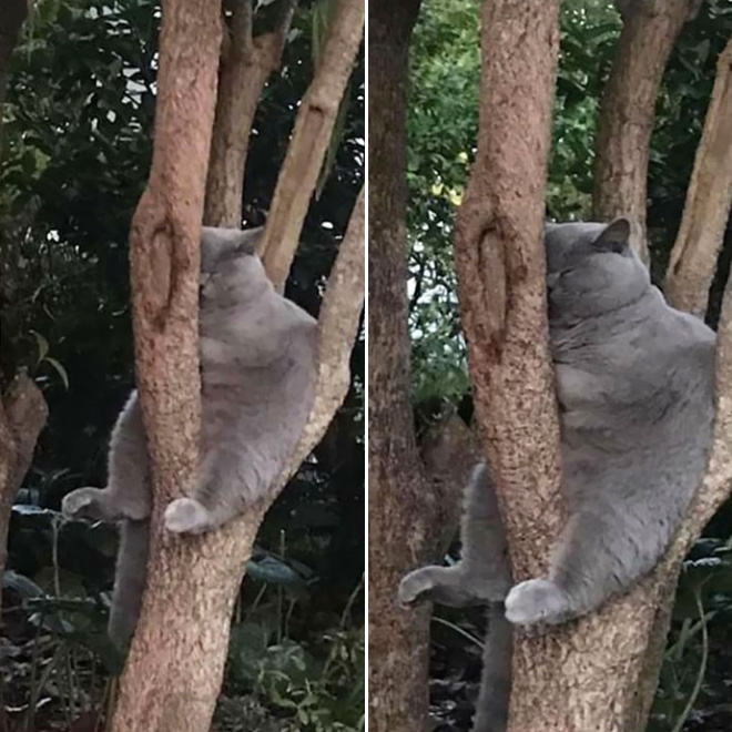 Cat ripening in a tree.