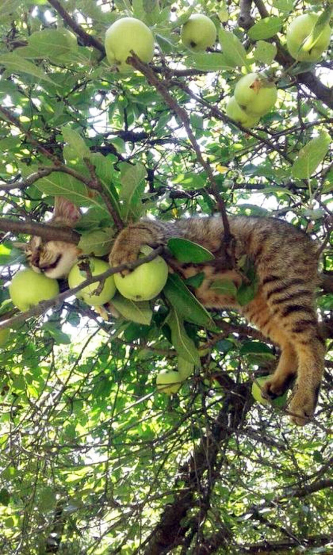 Cat ripening in a tree.