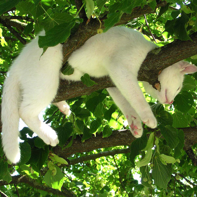 Cat ripening in a tree.