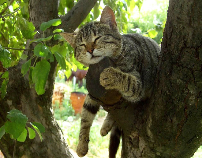 Cat ripening in a tree.