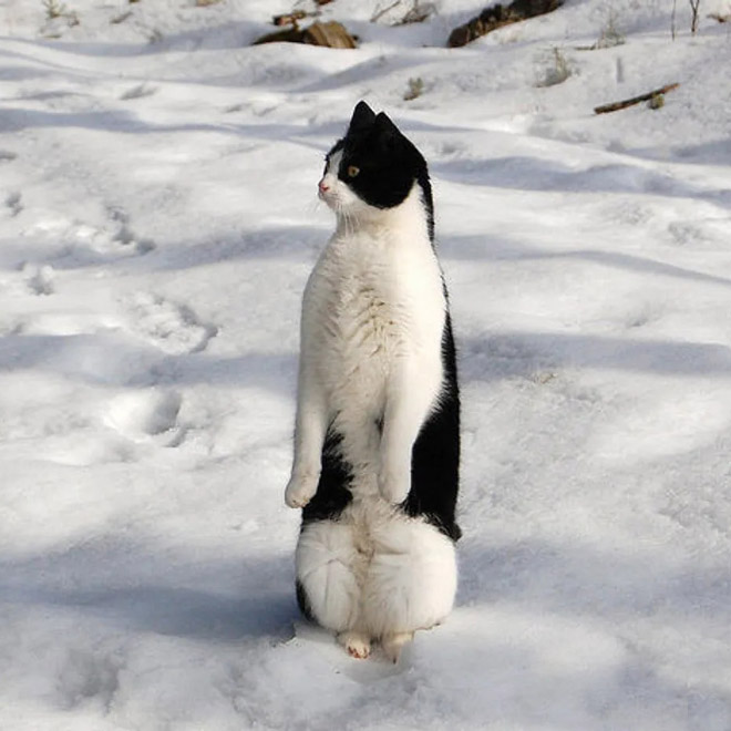 Penguin cat.