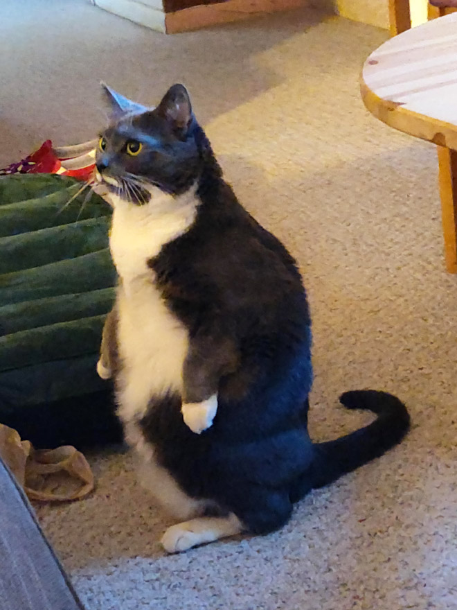 Penguin cat.